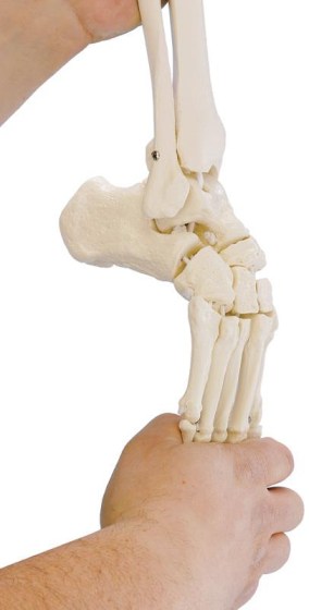 img1386-2_560x560 image img1386-2